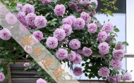 北京哪里有算命的店啊知乎,北京丰台大仙算命