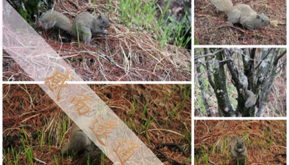 北京艺术博物馆算卦，北京大学的算命大师有哪些