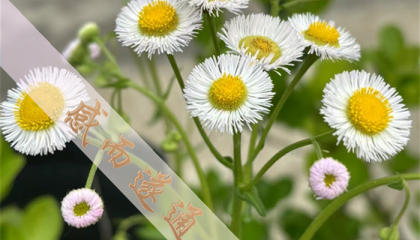 北京遇事不决看事算卦，北京延庆大仙算命