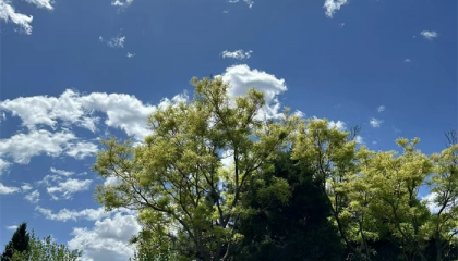 通州白春茹老师算命收费标准，白春茹算命取名各项多少钱？