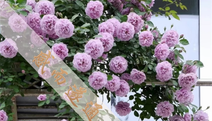 北京算命先生在哪里找，北京算命的大师多吗