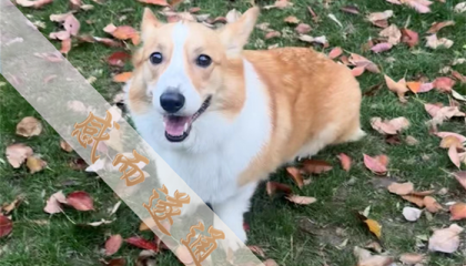 北京算命最准的人排名第一，北京雍和宫算命最准的地方